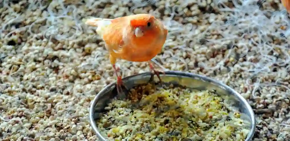 Apa Saja Daftar Harga Makanan Burung Kenari Biar Cepat Gacor Dan Berpotensi Menang Lomba