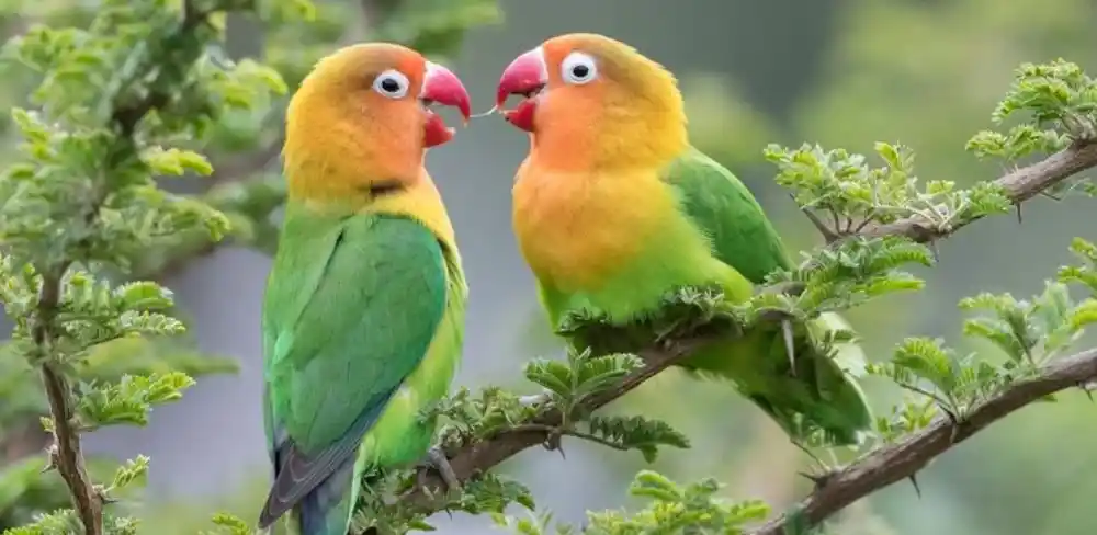 Cara Memaster Burung Lovebird Anakan Agar Ngekek Panjang Lewat Mp3
