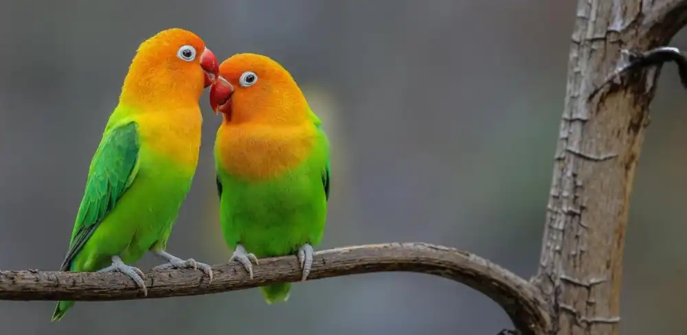 Sketsa Gambar Harga Burung Lovebird Sepasang Atau Indukan Di Pasaran