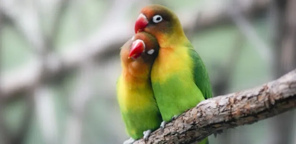 Metode Memasterkan Burung Lovebird Anakan Pakai Masteran Burung Sejenis