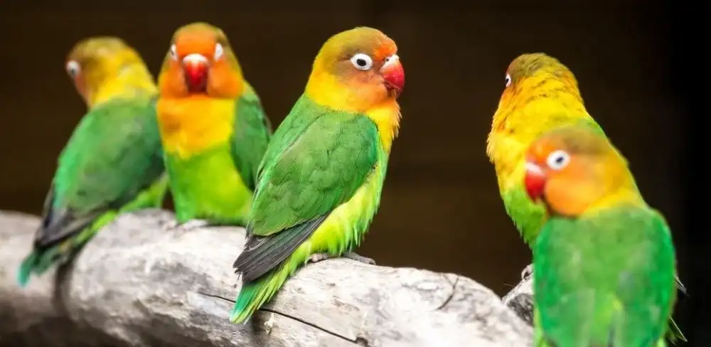 Rekomendasi Varian Kicau Burung Lain Untuk Masteran Lovebird