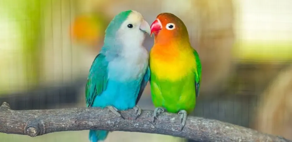 Trik Cara Memasterkan Burung Lovebird Pakai Masteran Burung Lain
