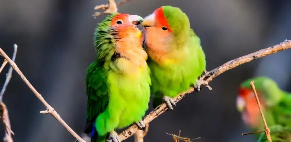 Trik Dan Cara Memaster Burung Lovebird Anakan Agar Ngekek Panjang Lewat Mp3