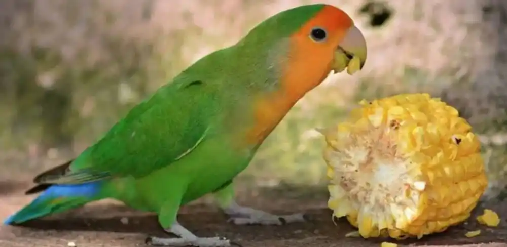 Jenis Makanan Burung Lovebird Lomba Biar Gacor Dan Ngekek Panjang