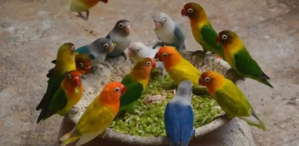 Jenis Pakan Alami Burung Lovebird Koloni Saat Dialam Liar