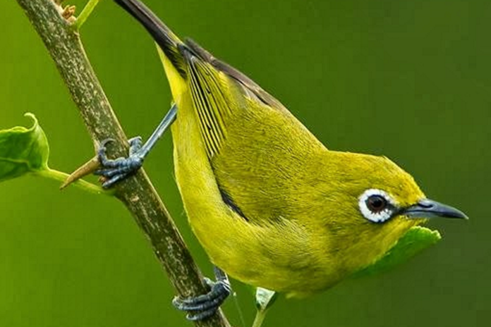 Download Suara Burung Pleci MP3 Gacor: Pikat dan Latih Pleci Juara!
